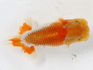 熊蘭会　西取締　西村幸弘　弥生会