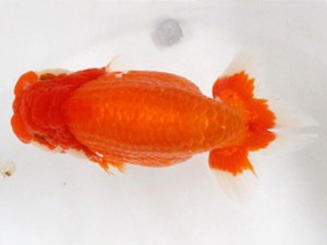 熊蘭会　西大関　山本俊行　熊蘭会