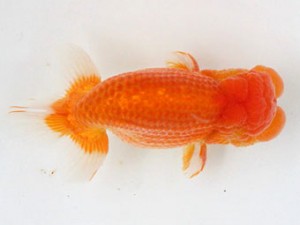 熊蘭会　立行司　東　秀明　日蘭佐賀