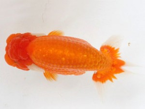 熊蘭会　東取締　山本俊行　熊蘭会