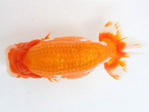 熊蘭会　西大関　中尾晋作　熊蘭会