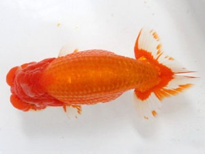 熊蘭会　立行司　池田陽一郎　日蘭佐賀