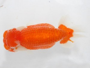 熊蘭会　東取締　日隈豊志　熊蘭会