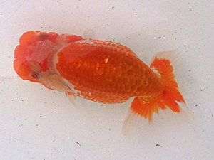 研究会　1席　松田　勝（仙台）