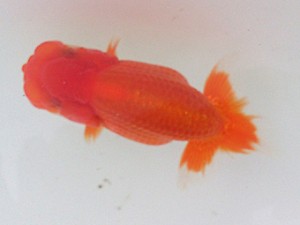 研究会　3席　松田　勝（仙台）