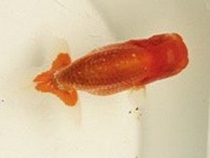 研究会　4席　黒はばき浩之（福島）