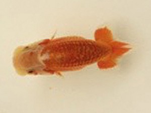 研究会　5席　小林一仁（福島）