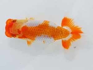 岡山錦鱗会　三席　小笠原義照　浅口市