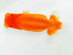 楽友らんちう会　研究会　第一位　稲村俊明