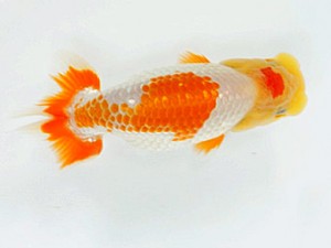 楽友らんちう会　研究会　第二位　目黒康弘