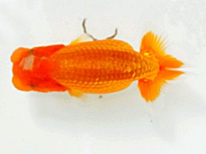 楽友らんちう会　研究会　第三位　木村文夫