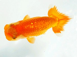 楽友らんちう会　研究会　第四位　田中　淳