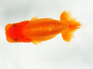 楽友らんちう会　研究会　第五位　佐藤昌央