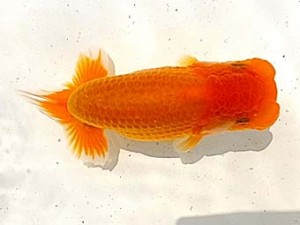 研究会　二位　中村正志
