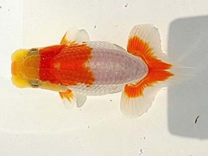 研究会　三位　白石文人