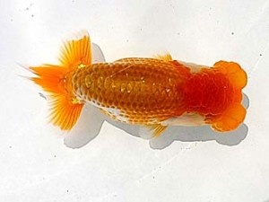 研究会　五位　中村正志