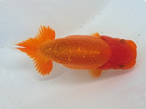 志摩紅鱗会　第二回研究会　東大関　石野高政　志摩市