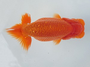 志摩紅鱗会　第二回研究会　西大関　小濱照明　松阪市
