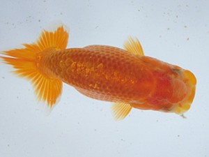 志摩紅鱗会　第二回研究会　立行司　林　万貴　志摩市