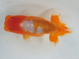 志摩紅鱗会　第二回研究会　取締一　林　万貴　志摩市