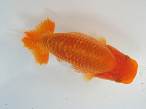 志摩紅鱗会　第二回研究会　取締二　下村政嗣　伊勢市