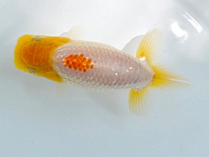 研究会　西大関　村上誠明