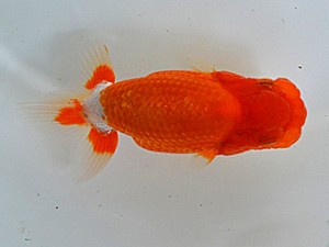 研究会　立行司　齋藤宏典