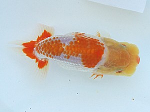 静岡らんちう同好会　研究会　東大関　鈴木和男