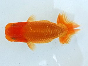 静岡らんちう同好会　研究会　西大関　曽根　修