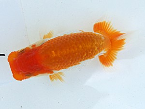 静岡らんちう同好会　研究会　立行司　金田　明