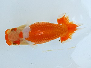 静岡らんちう同好会　研究会　東取締　荻島裕之