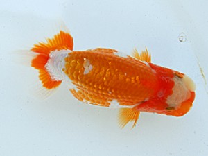 静岡らんちう同好会　研究会　西取締　松本芳夫