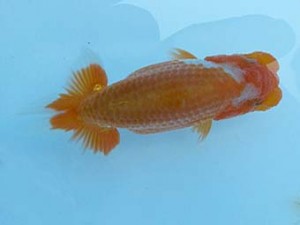 研究会　東大関　一位　高橋大祐