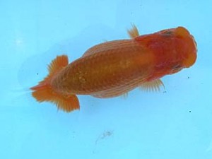 研究会　二位　熊澤　誠
