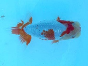 研究会　四位　古瀬　充 