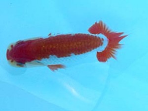 研究会　五位　高橋大祐 