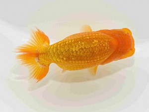 研究会　特選1　町田　伸