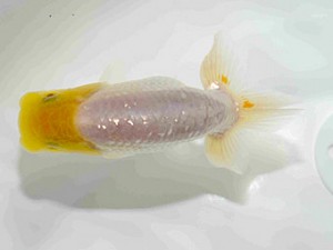 研究会　特選2　中村健一