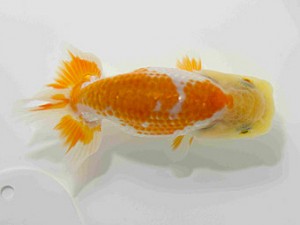 研究会　特選3　中村健一