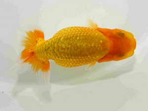 研究会　特選4　斉藤嘉津雄