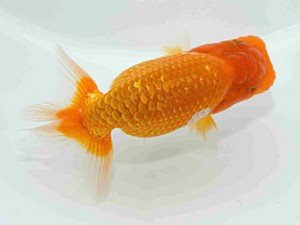 研究会　特選5　須田友一郎