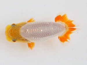 研究会　東大関　斉藤義喜