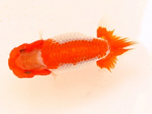 研究会　立行司　高橋智泰