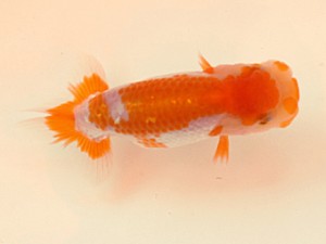 研究会　西取締　力丸洋一