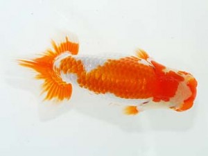 横浜観魚会　研究会　1位　安藤　寛