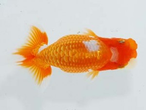 横浜観魚会 10位　鳴海　満