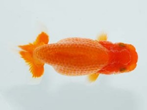 横浜観魚会 11位　河瀬　登