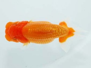 横浜観魚会 12位　川田正昭