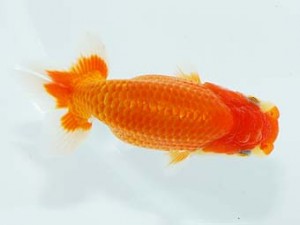 横浜観魚会 13位　大津善人