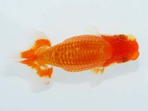 横浜観魚会　14位　大津善人